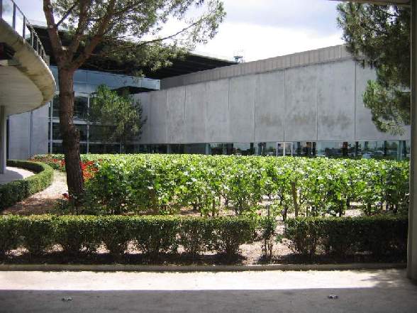 bordeaux grape vines image