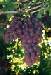 charente grapes image