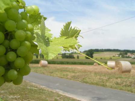 charente cognac grapes cognac image