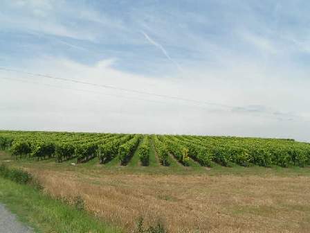 BROSSAC VINEYARDS IMAGE