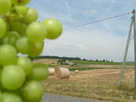 BROSSAC GRAPES