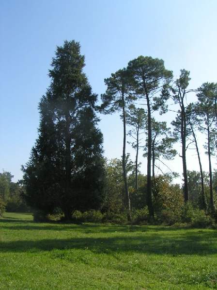 summer_camp_park_image