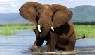 africa elephant image