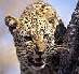 african tiger image