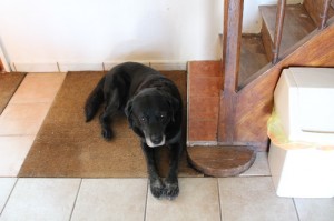 Volunteering in the Charente