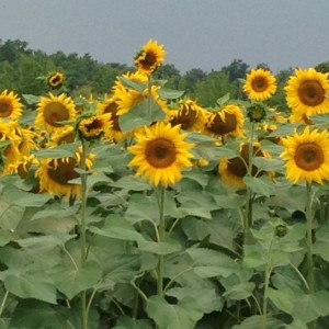 Sunflowers of Bordeaux