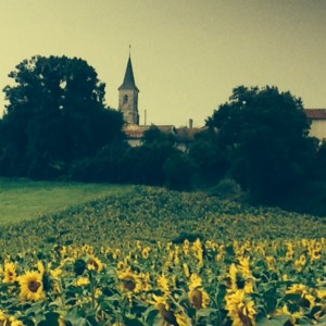 Tournesols near west coast of France West coast of France Tournesols
