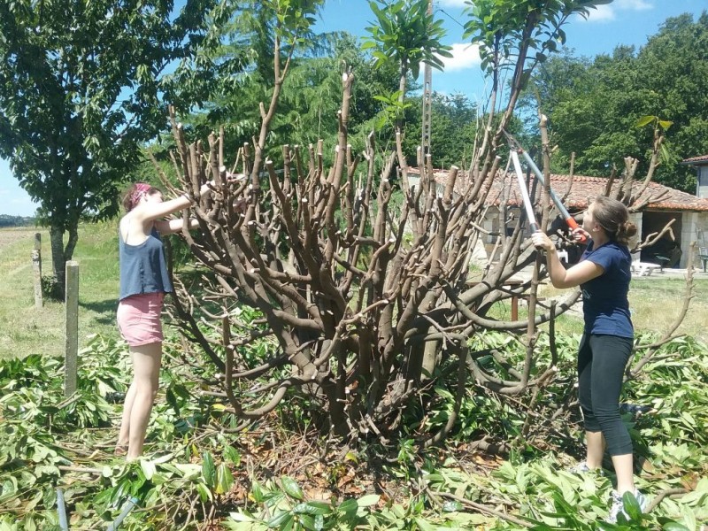 Odile from Ireland and Emily from the UK did a massive prune with the loppers. Big job.