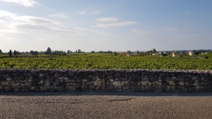 Vineyards of Saint Emilion