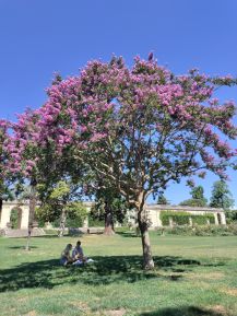 A pink tree in the Jardin Public in Bordeaux against a blue sky with a couple sitting underneath