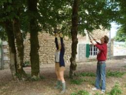 volunteers gardening