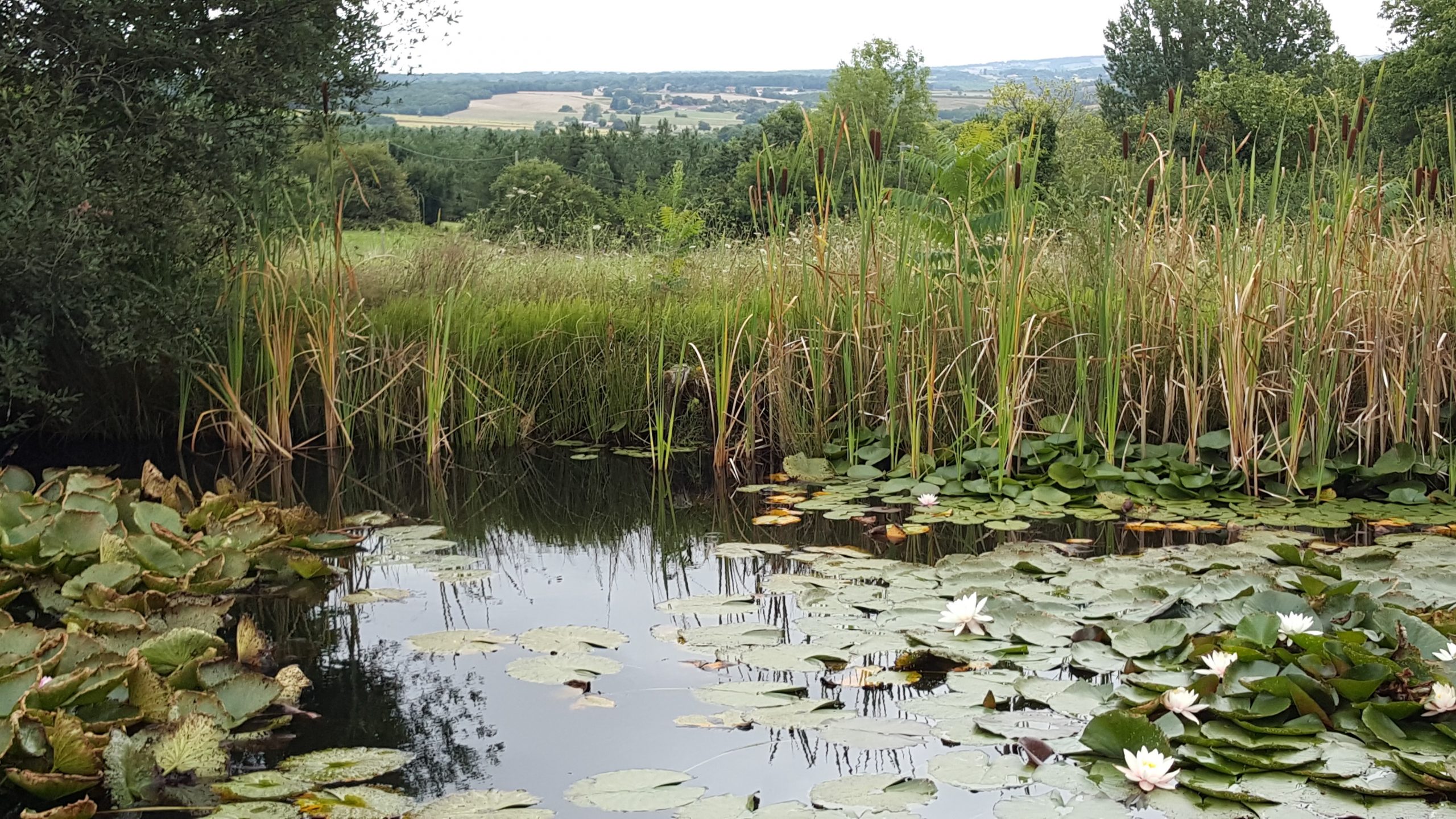 lily pond on the way to brossac