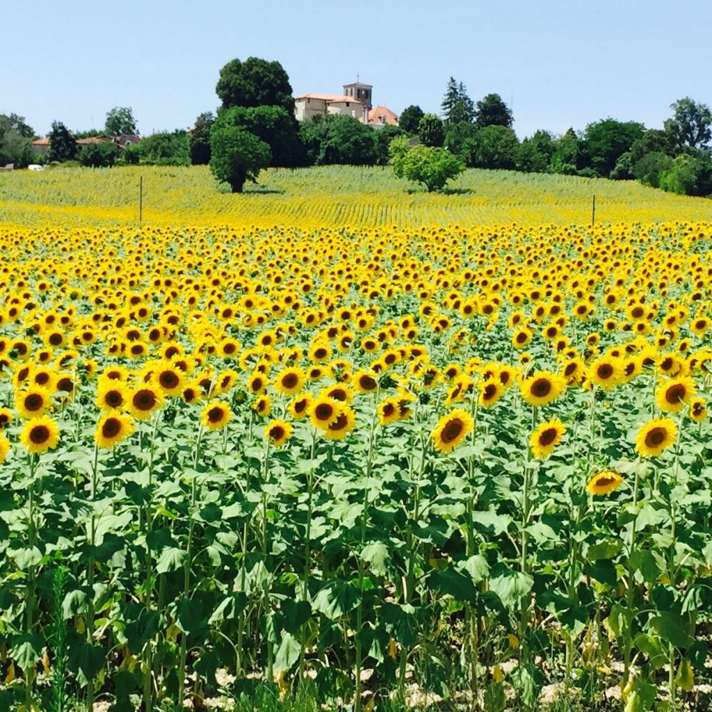 year in France sunflowers